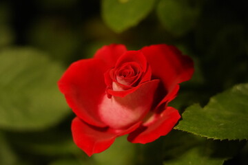 dark red roses with layered petals add elegance to gardens and bouquets