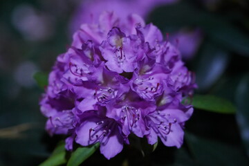 rhododendrons bloom in large colorful clusters with lush foliage