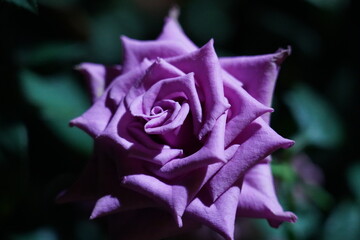 purple rose tightly curled petals sculptural depth dark backdrop bloom