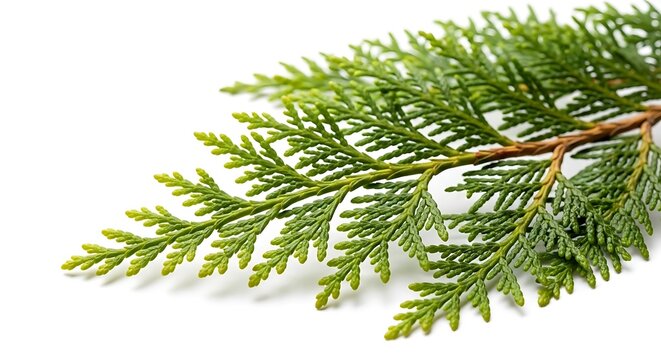 Green cedar branch with delicate foliage on white background leaf