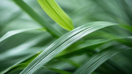 Obraz premium Close-up of lemongrass stalks showing layered texture and green color.