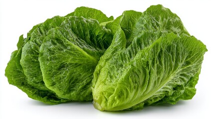 Fototapeta premium Shredded green cabbage appears fresh and organic when placed on a white background