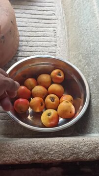 Mexican tejocote fruit, used to make preserves and punch