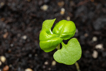 basil sprouts growing in a pot