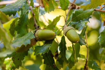 Obraz premium Foliage and acorns of Quercus faginea. Photo taken in Madrid Province, Spain.