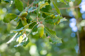 Foliage and acorns of Quercus faginea. Photo taken in Madrid Province, Spain. © josevgluis