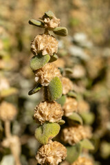 Marrubium Vulgare or common horehound plant at the botanical garden