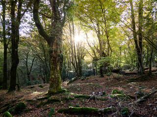 Autunno Tardivo nel Parco Regionale Naturale dei Monti Lucretili - Monte Gennaro