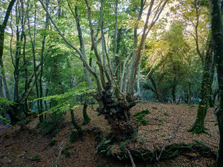 Autunno Tardivo nel Parco Regionale Naturale dei Monti Lucretili - Monte Gennaro