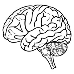 Human Brain Line Art Vector. Minimalist Anatomy Illustration. Medical and Science Concept Design.