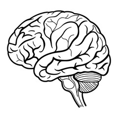 Human Brain Line Art Vector. Minimalist Anatomy Illustration. Medical and Science Concept Design.