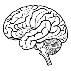 Human Brain Line Art Vector. Minimalist Anatomy Illustration. Medical and Science Concept Design.