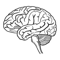 Human Brain Line Art Vector. Minimalist Anatomy Illustration. Medical and Science Concept Design.