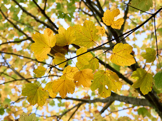 Autunno Tardivo nel Parco Regionale Naturale dei Monti Lucretili - Monte Gennaro