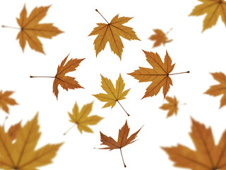 Fototapeta premium Scattered autumn maple leaves isolated on white background