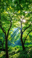 Obraz premium Lush Green Canopy with Sunlight Through Treetops