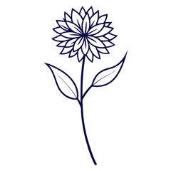 blue and white flower, cornflower on white background