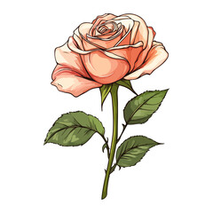 Valentine's Day, single rose bouquet, unwrapped, festive, celebration, vector, transparent background