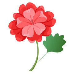 geranium flower on white background