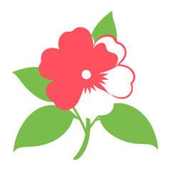 impatiens flower on white background