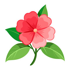 impatiens flower on white background