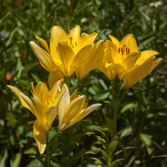 Fleurs de lis jaunes