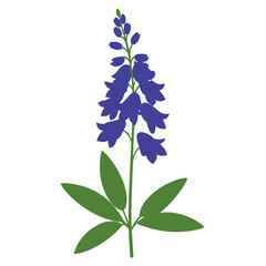  larkspur flower  isolated on white