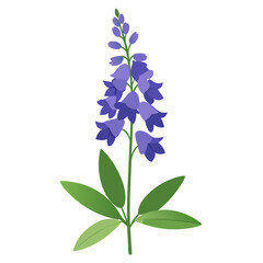  larkspur flower on white background
