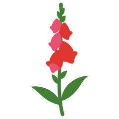 vector illustation of snapdragon flower