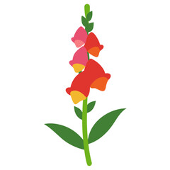 snapdragon flower on white background