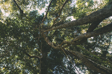 Looking up through tall green trees toward the sky in a tropical forest, sunlight filtering through the dense canopy.