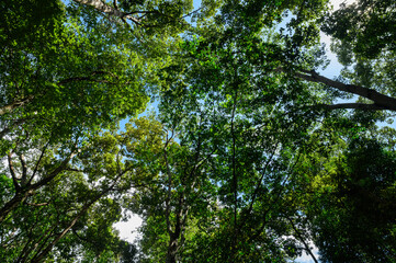Looking up through tall green trees toward the sky in a tropical forest, sunlight filtering through the dense canopy.