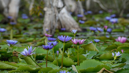 Close-up of purple lotus flowers blooming among green leaves in calm tropical wetland.
