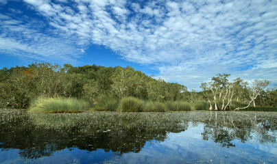 Natural pond with hydrilla blooms and wetland grasses surrounded by forest trees.