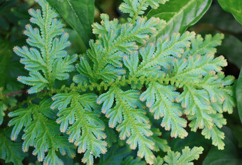 Closed up fresh Peacock Fern Selaginella Willdenowii growth in rainforest 