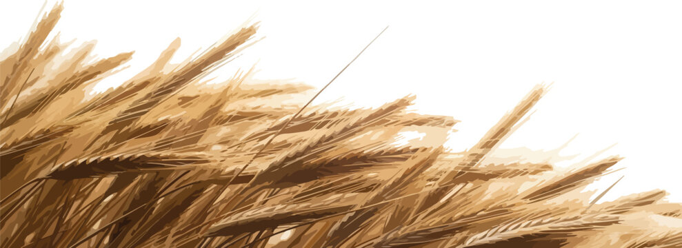 Close-up of golden wheat field blurred background for agriculture and harvest concepts