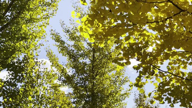 Late autumn in Beijing, ginkgo leaves have all turned golden; on a sunny day, people stop and linger in the woods under the blue sky and white clouds.