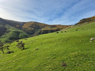 Panoramic View of Orton Bradley Park and Lyttelton Harbour, New Zealand