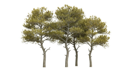Set of Pinus halepensis (the Aleppo pine, the Jerusalem pine) frontal isolated png on a transparent background