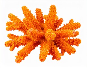 Bright Orange Star Coral Isolated on White Background Representing Biotic Marine Life and Ocean Growth Concept