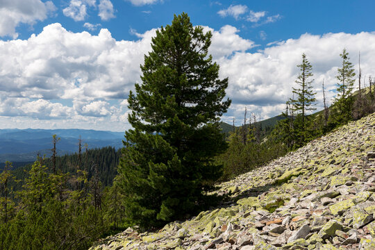 Pinus cembra (Swiss pine, Swiss stone) tree on the stony slopes of the Ukrainian Carpathians, Gorgany region. Pinus cembra grows in a typical high-altitude landscape.