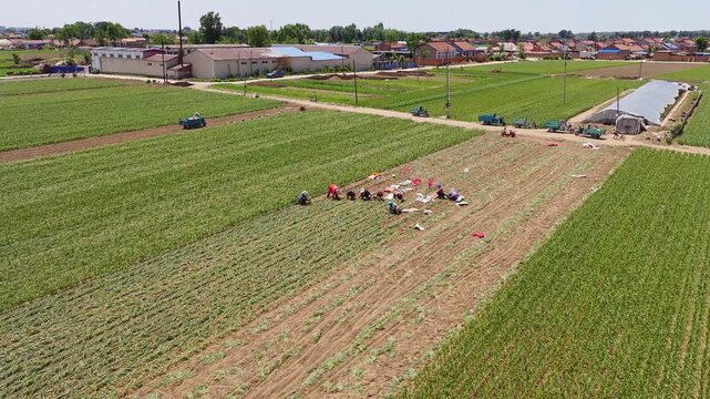 Farmers harvesting single-clove garlic outdoors in the countryside