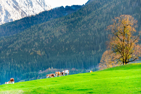 Fleckvieh Cows (Simmental) in Bavaria - Germany