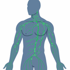 Simple Flat Illustration Lymphatic System Human Anatomy Education Chart