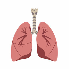 Simple Flat Lungs and Trachea Detailed Human Anatomy Organ Illustration