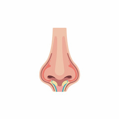 Detailed Anatomical Illustration of Human Nose Structure Medical Diagram