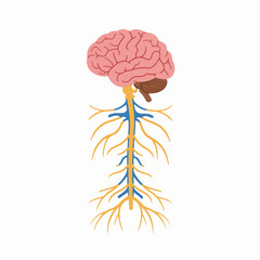 Simple Flat Illustration of Human Brain and Spinal Cord Anatomy