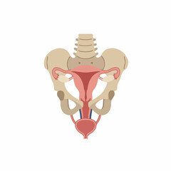 Flat Illustration of Human Female Reproductive System with Pelvic Bone