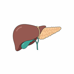 Flat Style Detailed Human Liver Pancreas Gallbladder Anatomy Illustration