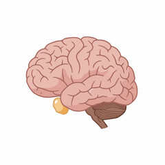 Detailed Anatomical Structure of Human Brain Organ Illustration